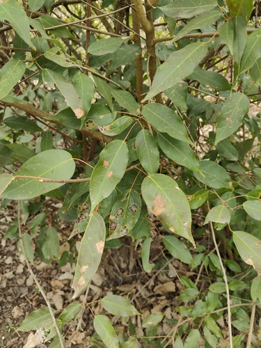 Acer oblongum (Himalayan maple) — photo