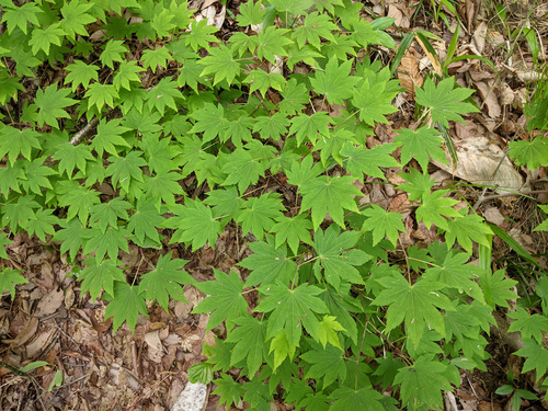 Acer palmatum (Japanese Maple) — photo