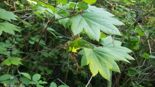 Acer palmatum (Japanese Maple) — photo