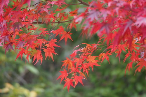 Acer palmatum