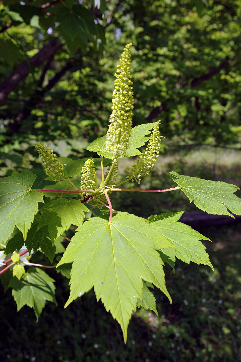 Acer papilio