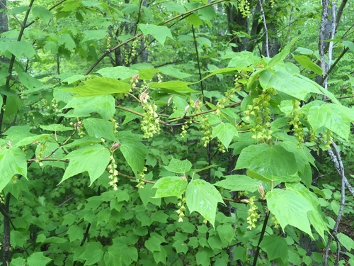 Acer pensylvanicum (Striped maple) — photo