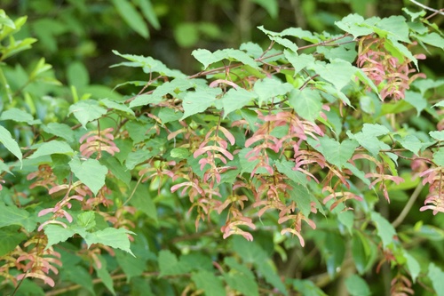 Acer pensylvanicum (Striped maple) — photo