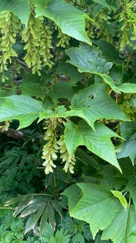 Acer pensylvanicum