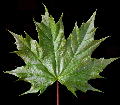 Acer platanoides (Norway Maple) — photo