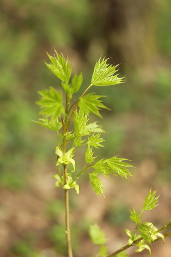 Acer platanoides (Norway Maple) — photo