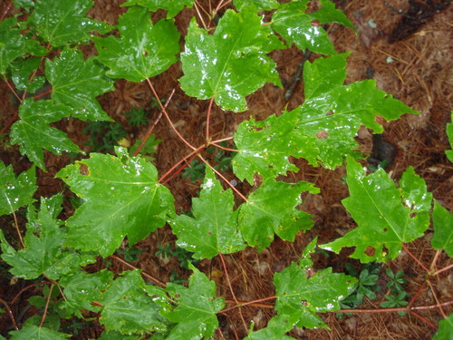 Acer rubrum (Red maple) — photo