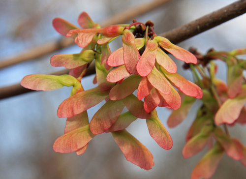 Acer rubrum (Red maple) — photo
