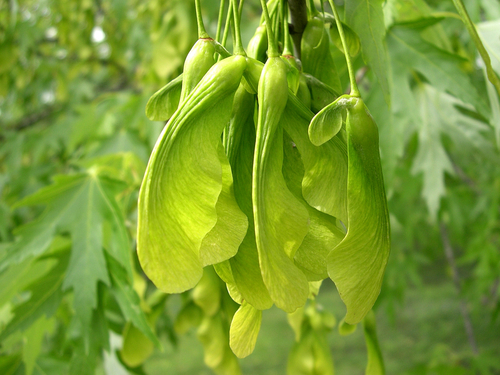 Acer saccharinum (Silver maple) — photo