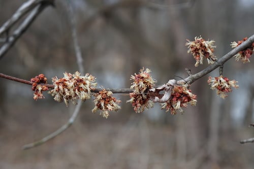 Acer saccharinum (Silver maple) — photo