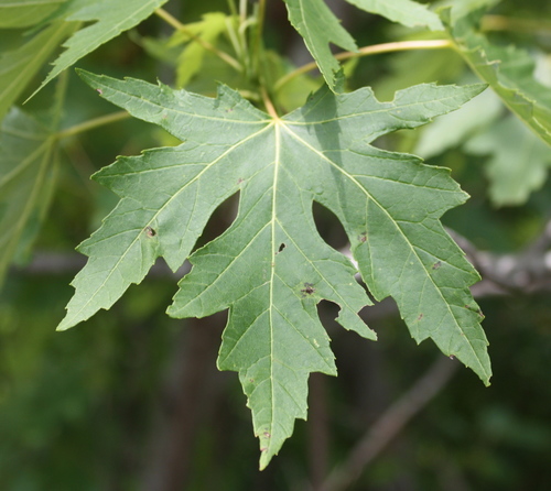 Acer saccharinum