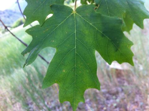 Acer saccharum (Sugar maple) — photo