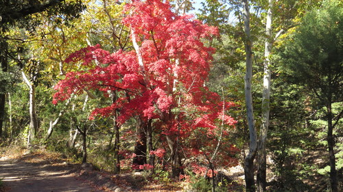Acer saccharum (Sugar maple) — photo