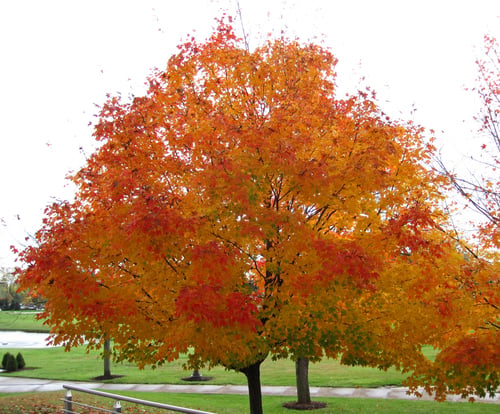 Acer saccharum