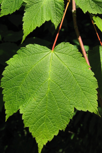 Acer spicatum (Mountain maple) — photo