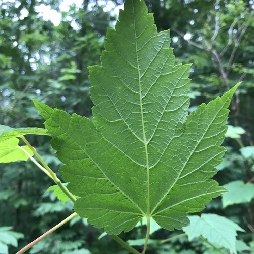 Acer spicatum (Mountain maple) — photo