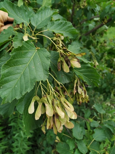 Acer tataricum (Tatarium maple) — photo