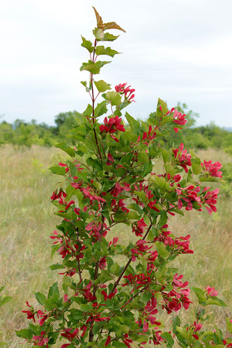 Acer tataricum (Tatarium maple) — photo