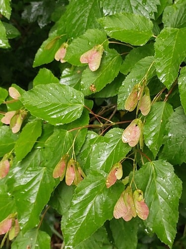 Acer tataricum