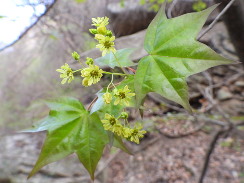 Acer truncatum (Flat-base maple) — photo