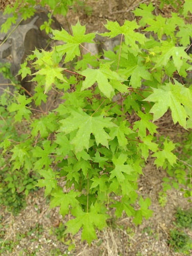 Acer truncatum (Flat-base maple) — photo