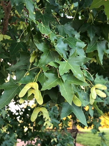 Acer truncatum