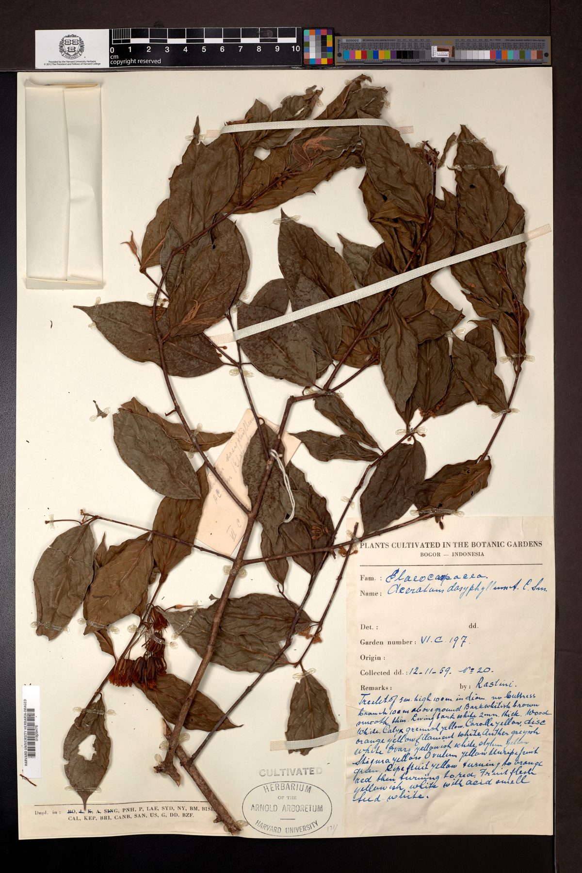 Aceratium dasyphyllum — photo