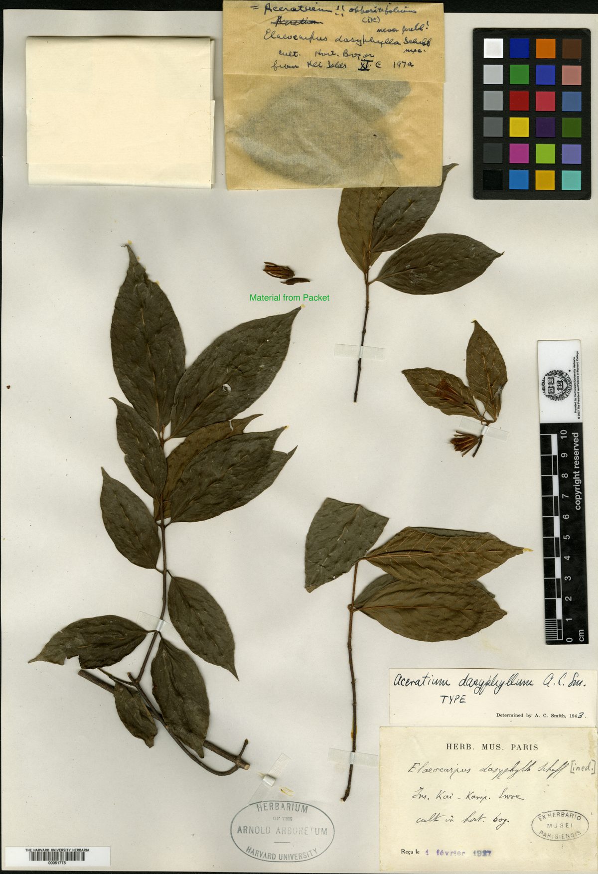 Aceratium dasyphyllum — photo