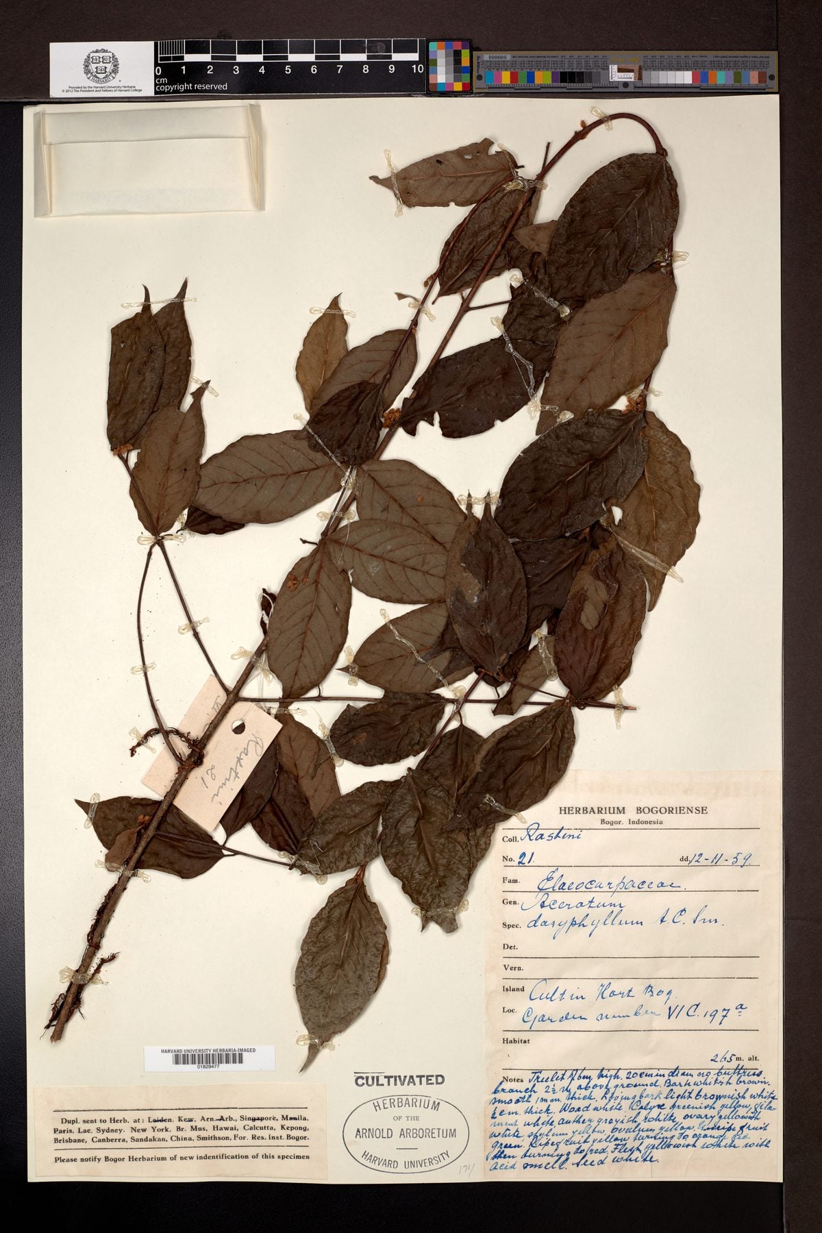 Aceratium dasyphyllum