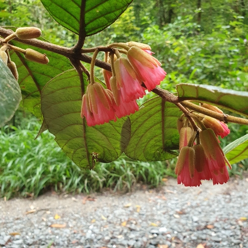 Aceratium ferrugineum