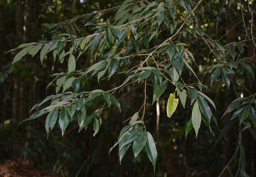 Aceratium megalospermum (Creek aceratium) — photo