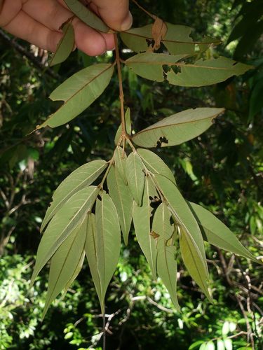 Aceratium megalospermum