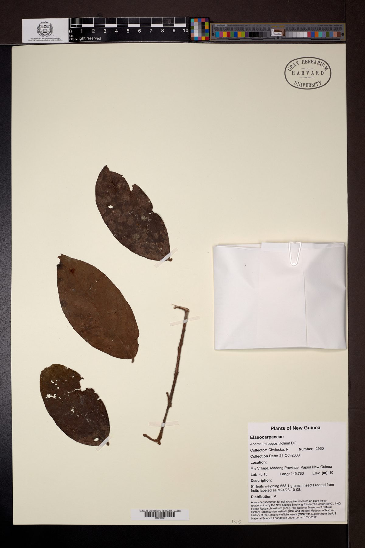 Aceratium oppositifolium (Belimbing hutan) — photo