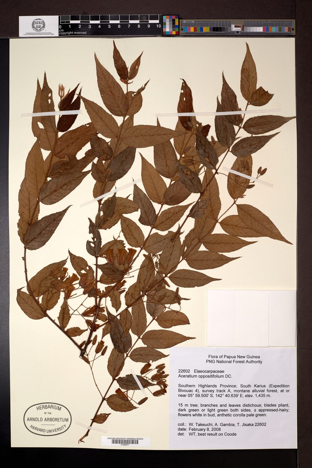 Aceratium oppositifolium