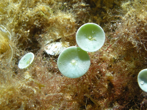 Acetabularia acetabulum (Mermaid's wine glass) — photo