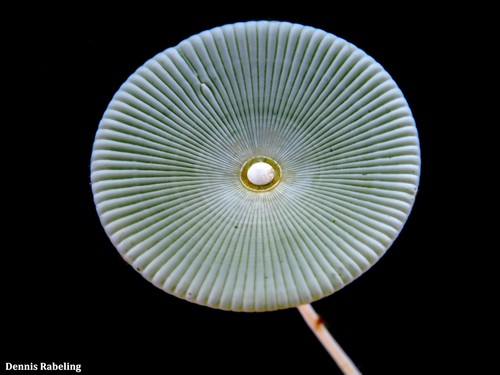 Acetabularia acetabulum (Mermaid's wine glass) — photo