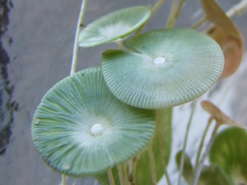 Polyphysaceae