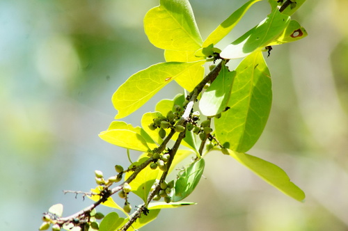 Achatocarpus nigricans (Blackish achatocarpus) — photo