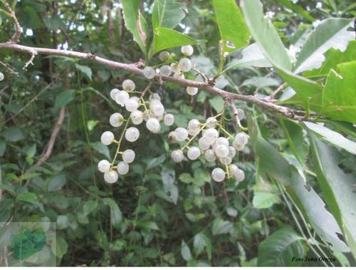 Achatocarpus nigricans