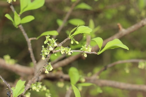 Achatocarpaceae