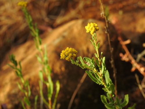 Achillea ageratum (Garden Mace) — photo