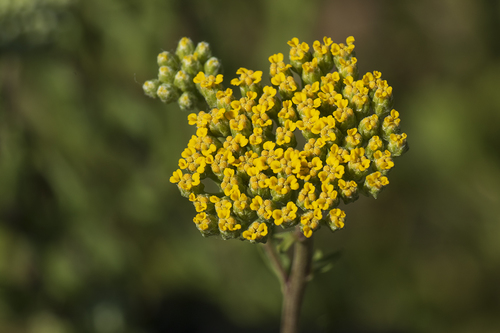 Achillea ageratum (Garden Mace) — photo