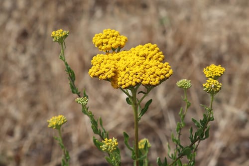 Asteraceae