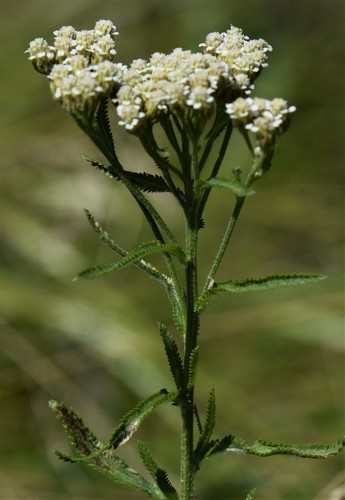 Achillea alpina — photo