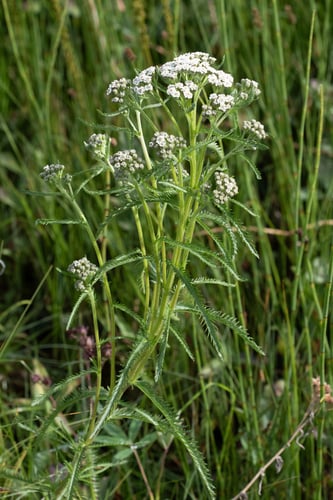 Achillea alpina