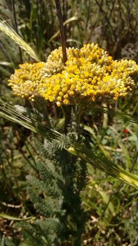 Achillea arabica — photo
