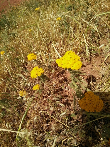 Achillea arabica — photo