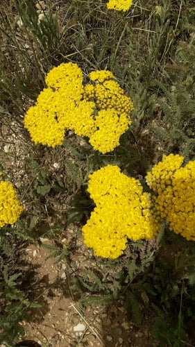 Achillea arabica