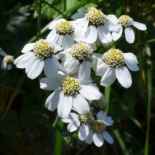 Achillea atrata (Black-edged yarrow) — photo