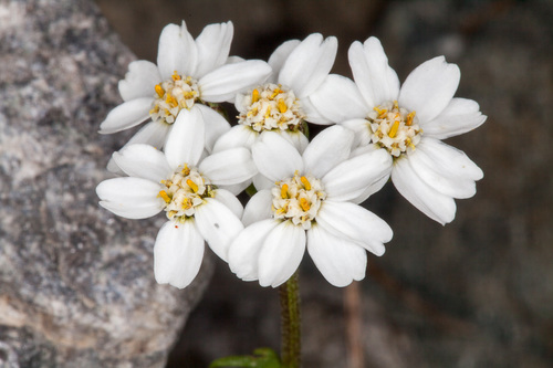 Achillea atrata (Black-edged yarrow) — photo